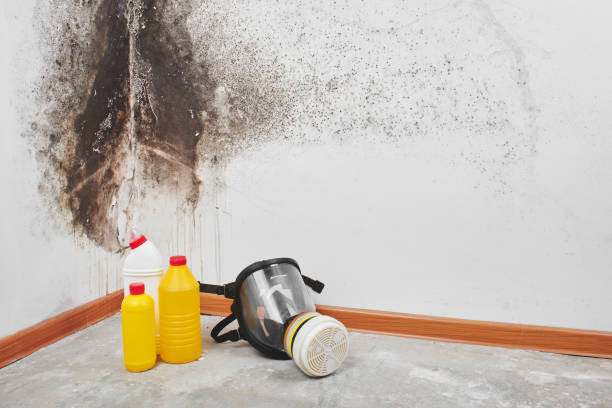 Best Mold Removal Company Near Me  in Haskell, TX