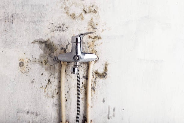 Best Emergency Mold Removal  in Haskell, TX