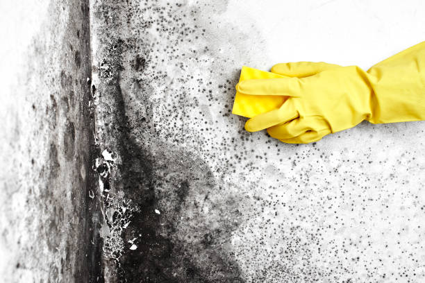 Best Commercial Mold Removal  in Haskell, TX