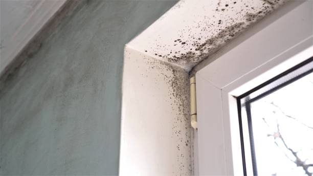 Best Professional Mold Removal  in Haskell, TX
