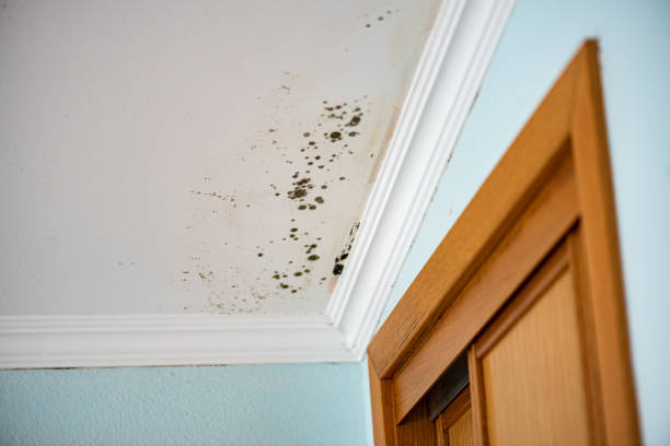 Best Black Mold Removal  in Haskell, TX