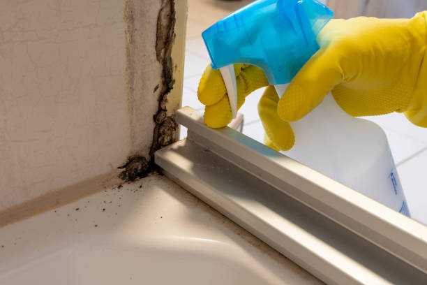 Best Residential Mold Removal  in Haskell, TX