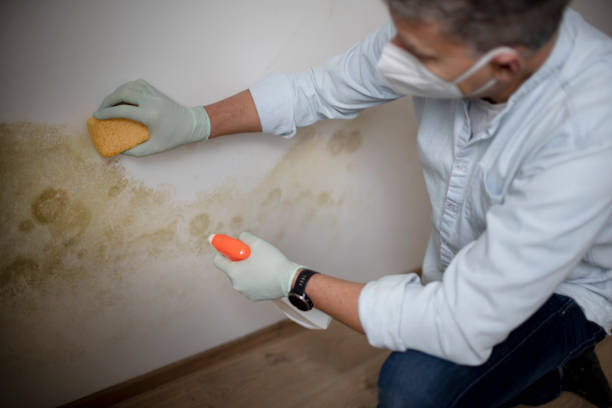 Best Attic Mold Removal  in Haskell, TX