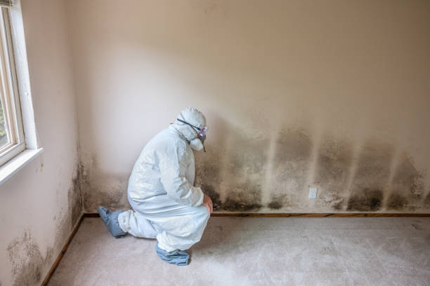 Best Mold Remediation  in Haskell, TX