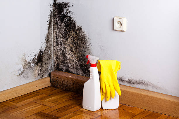 Best Crawl Space Mold Removal  in Haskell, TX
