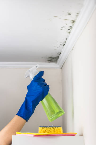 Best Mold Cleaning Services  in Haskell, TX