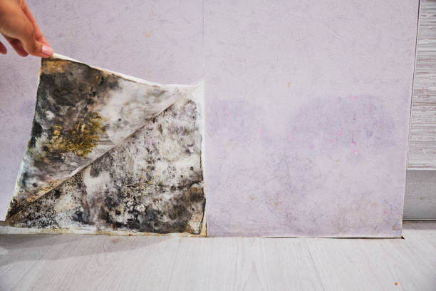 Best Fast Mold Removal  in Haskell, TX